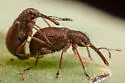 Temnocerus aureus - photo 4