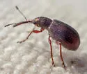 Temnocerus aureus - photo 5