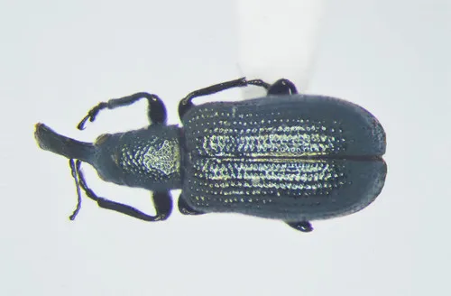 Temnocerus cyanellus