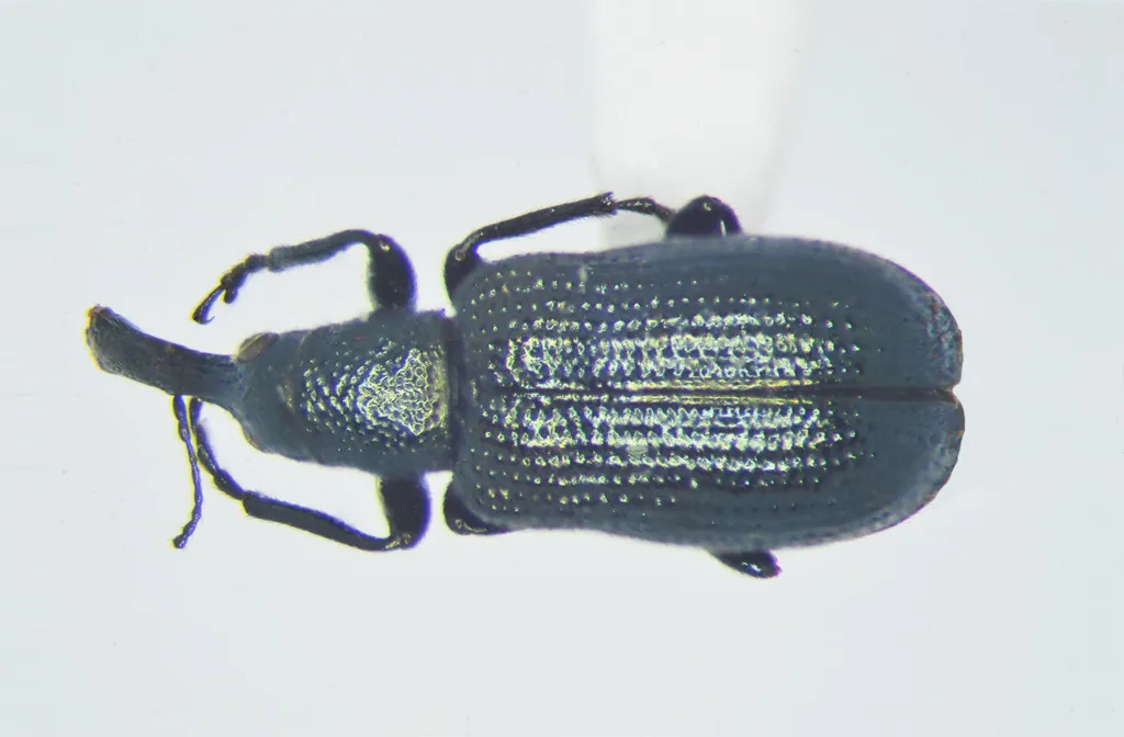 Temnocerus cyanellus - photo 2