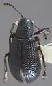 Temnocerus levirostris