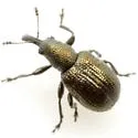 Temnocerus macrophthalmus