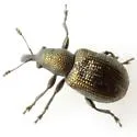 Temnocerus macrophthalmus - photo 2