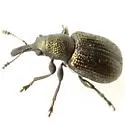 Temnocerus macrophthalmus - photo 3