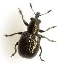 Temnocerus macrophthalmus - photo 4
