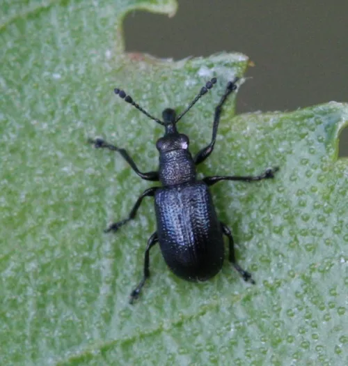 Temnocerus nanus