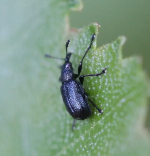 Temnocerus nanus - photo 2