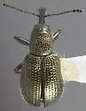 Temnocerus naso