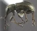 Temnocerus naso - photo 2