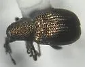 Temnocerus perplexus
