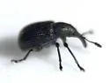 Temnocerus perplexus - photo 2