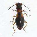 Temnopsophus bimaculatus - photo 2