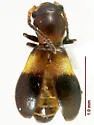 Temnopsophus bimaculatus - photo 3