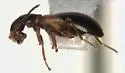 Temnopsophus bimaculatus - photo 4