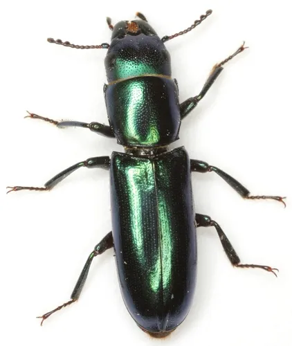 Temnoscheila acuta