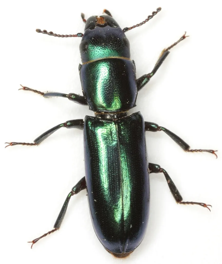 Temnoscheila acuta - photo 2