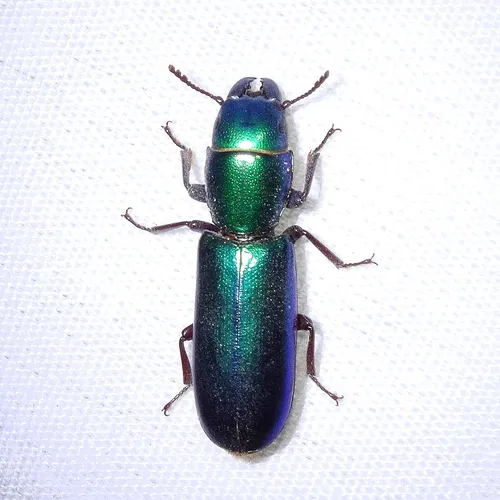 Temnoscheila aerea