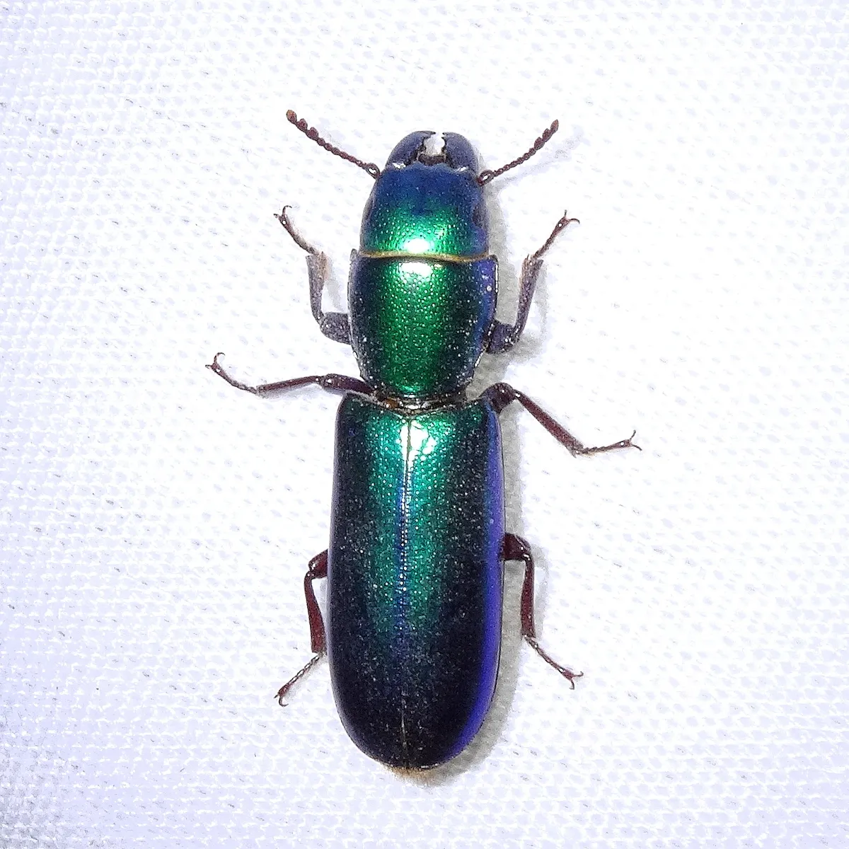 Temnoscheila aerea - photo 2