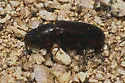 Temnoscheila barbata - Temnoscheila barbata