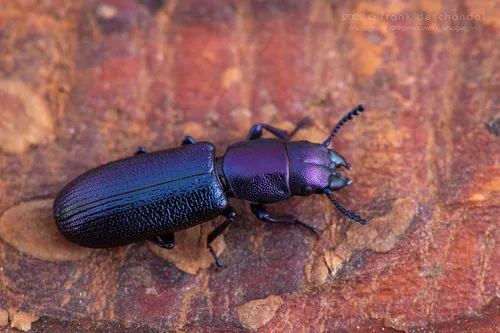 Temnoscheila caerulea