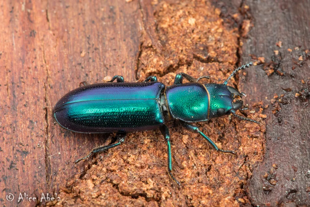 Temnoscheila chlorodia - photo 3