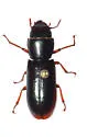Temnoscheila edentata