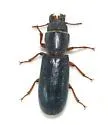 Temnoscheila edentata - photo 3