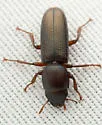 Temnoscheila hubbardi - photo 3