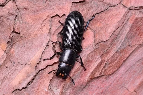 Temnoscheila japonica