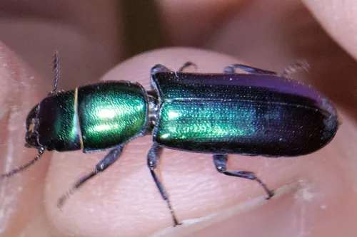 Temnoscheila omolopha