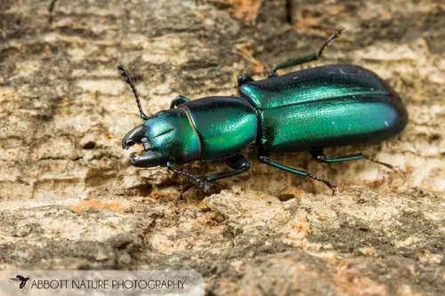 Temnoscheila virescens - photo 3