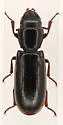 Temnoscheila yuccae - Temnoscheila yuccae