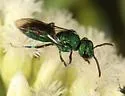 Temnosoma smaragdinum