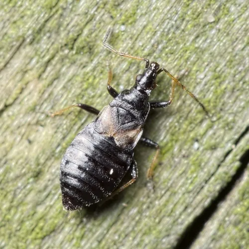 Temnostethus gracilis