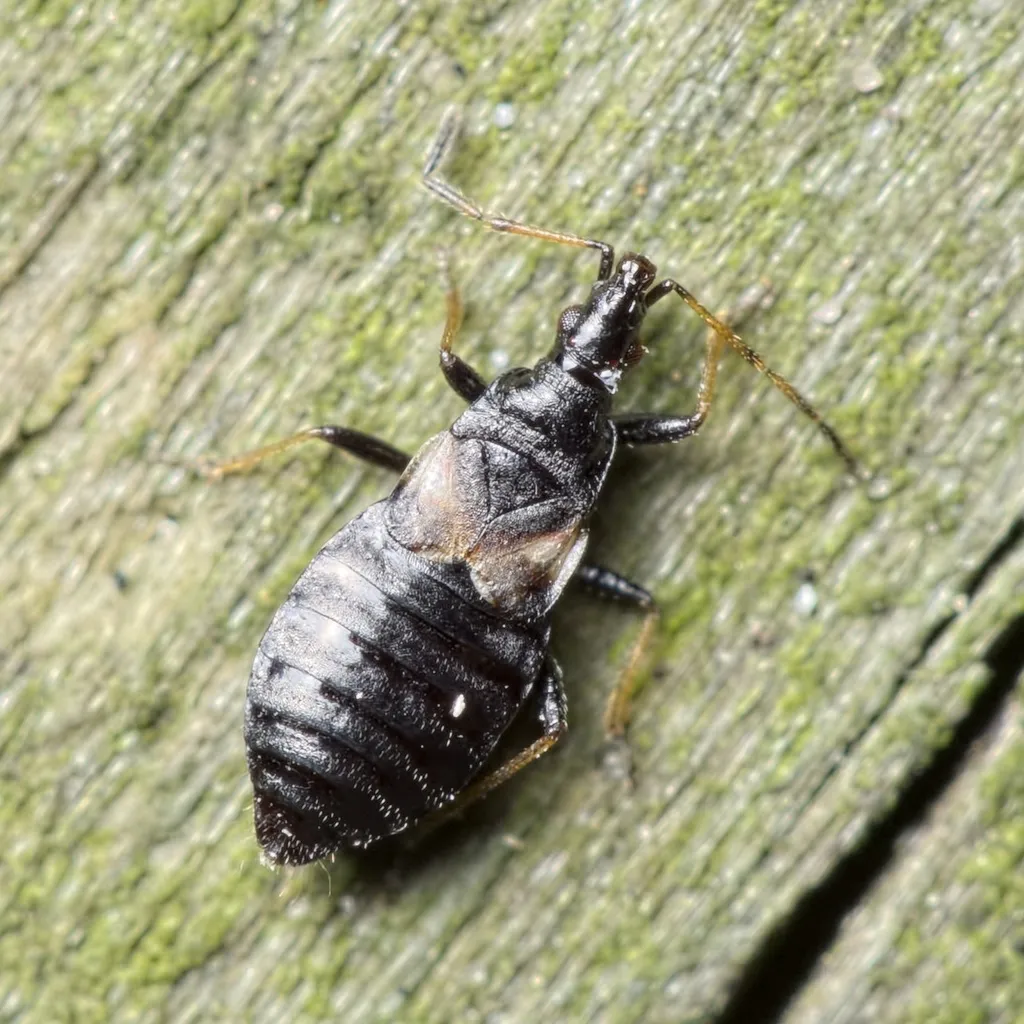 Temnostethus gracilis - photo 2
