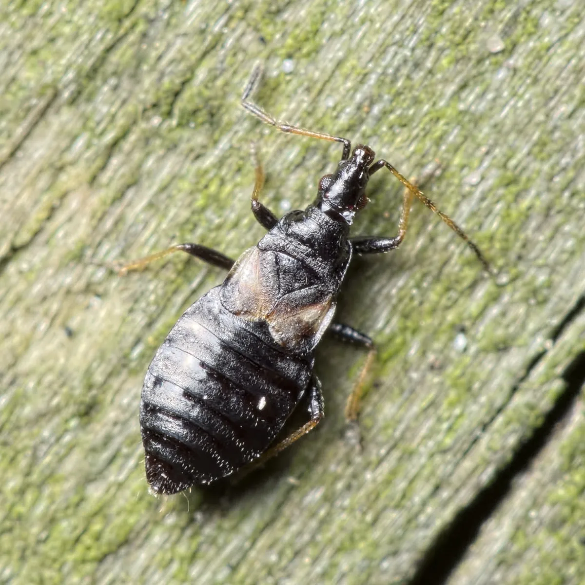 Temnostethus gracilis - photo 3