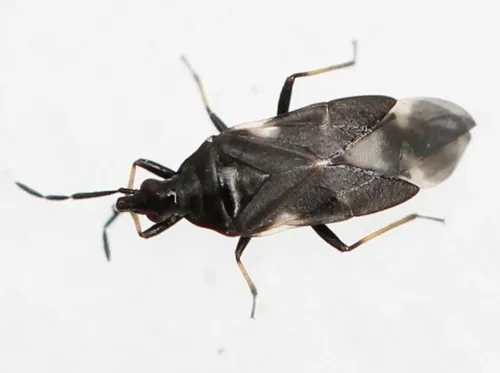 Temnostethus pusillus