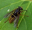 Temnostoma alternans