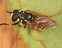 Temnostoma alternans - photo 2