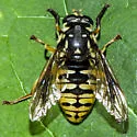 Temnostoma alternans - photo 4