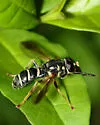 Temnostoma balyras