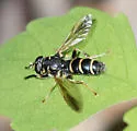 Temnostoma balyras - photo 2