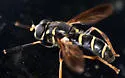 Temnostoma balyras - photo 4
