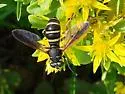 Temnostoma barberi