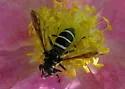 Temnostoma barberi - photo 2