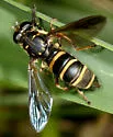 Temnostoma barberi - photo 3