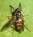 Temnostoma daochus