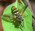 Temnostoma daochus - photo 3