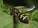 Temnostoma trifasciatum