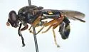Temnostoma trifasciatum - photo 2